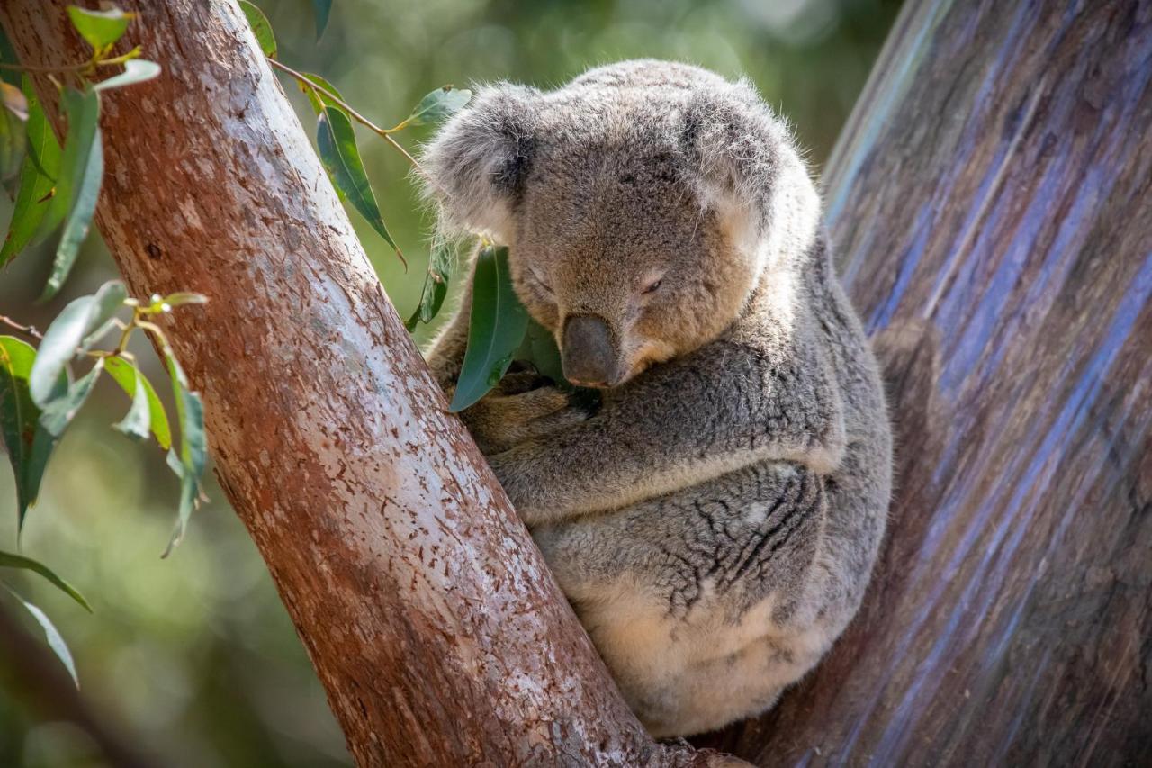 Hotel Port Stephens Koala Sanctuary One Mile Exteriér fotografie