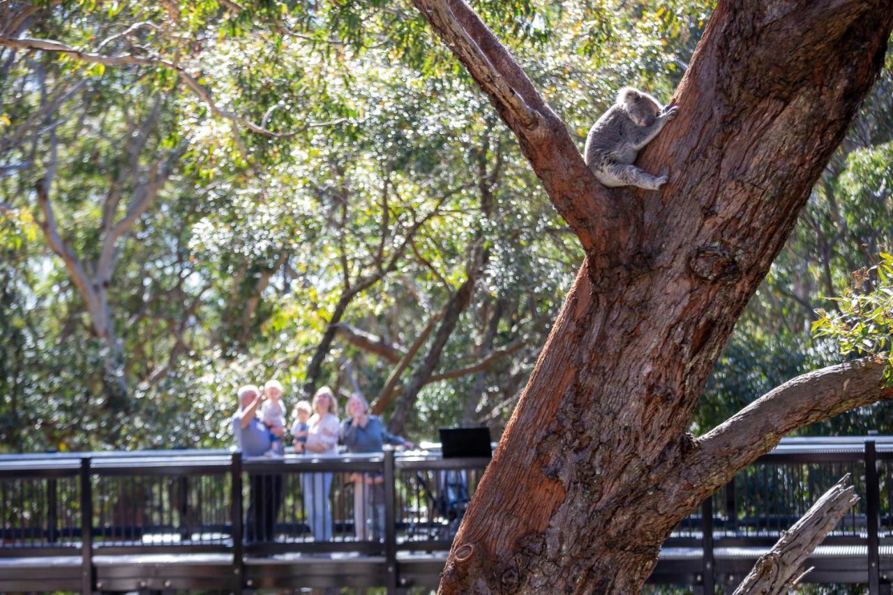 Hotel Port Stephens Koala Sanctuary One Mile Exteriér fotografie
