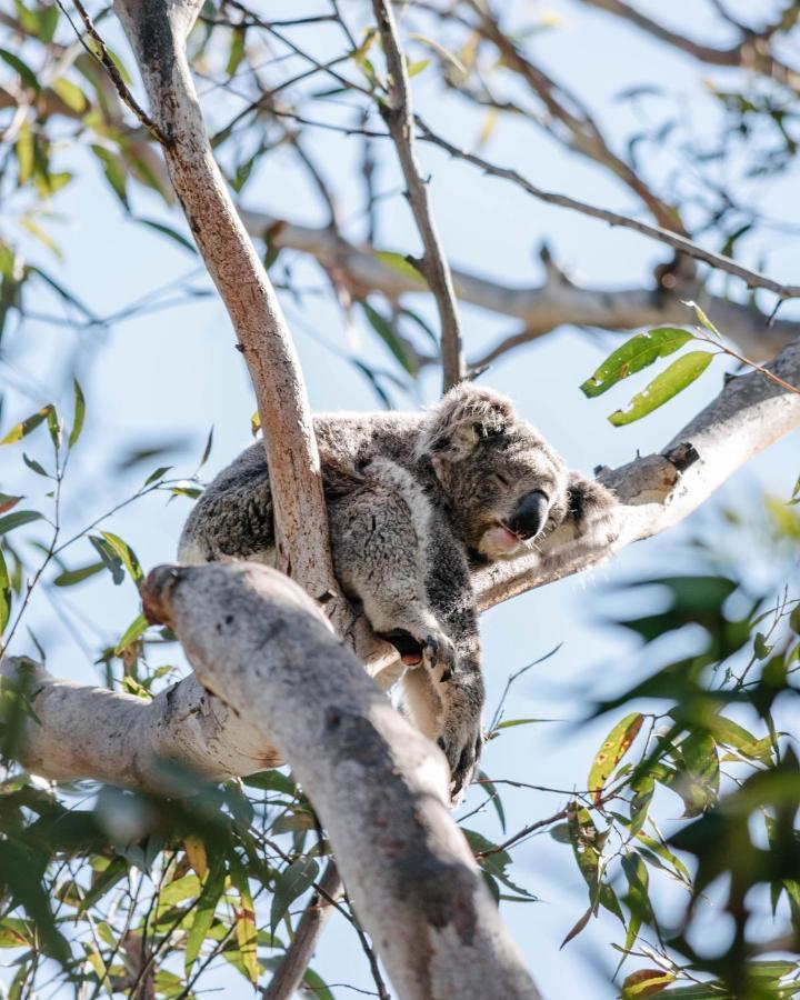 Hotel Port Stephens Koala Sanctuary One Mile Exteriér fotografie